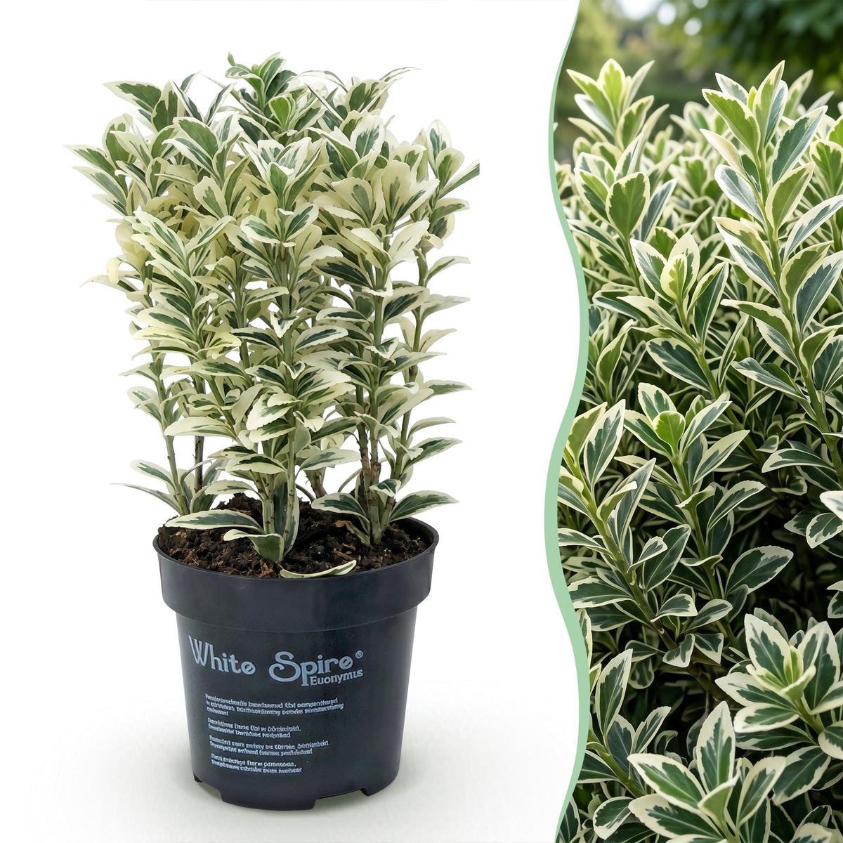 Green boutiQ - 24x Euonymus japonicus White Spire - Fusain du Japon - Haies - Persistant - Blanc - Vert - Pot 9cm - Hauteur 20-30cm