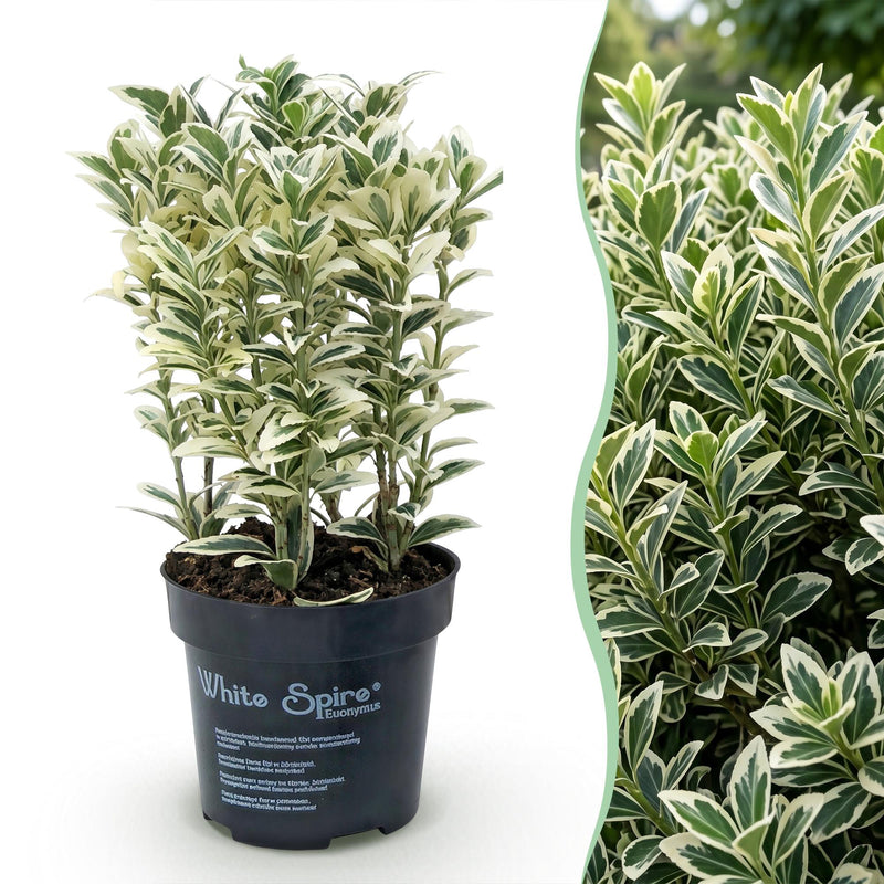 Green boutiQ - 24x Euonymus japonicus White Spire - Kardinaalsmuts - Haagplanten - Groenblijvend - Wit - Groen - Pot 9cm - Hoogte 20-30cm