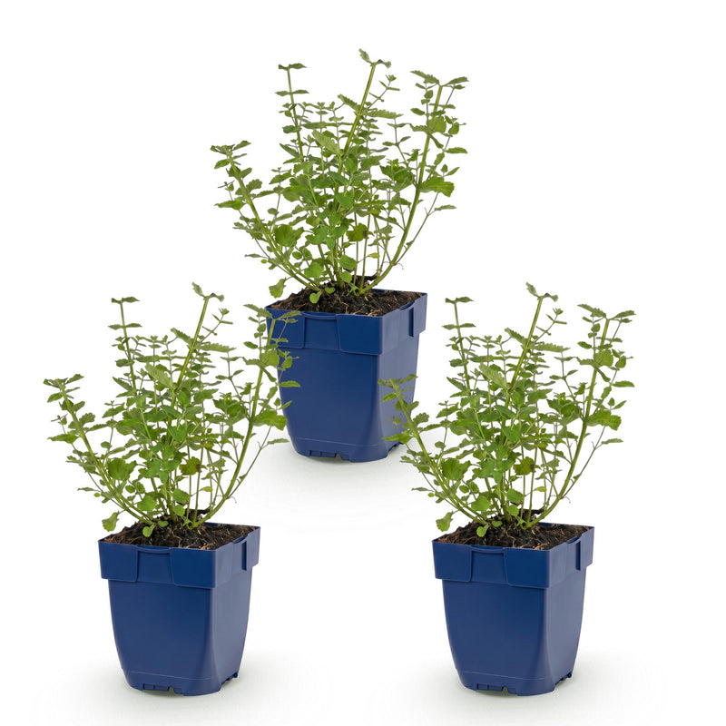 Green boutiQ - Vasteplant - Nepeta faassenii Walker's Low - Kattenkruid - Bijen en Vlinderlokkers - Blauw - 3 Planten - Pot 11cm - Hoogte 15-25cm