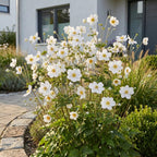 Green boutiQ - Plante vivace - Anemone hybr. Hon. Jobert - Anémone d'automne - Ombre - Blanc - 3 plantes - Pot 11cm - Hauteur 15-25cm