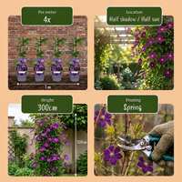 2x Clematis Etoile Viol - Bosrank - Paars - Klimplant - Ø9cm - ↕35cm