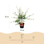 Green boutiQ - Plante de terrasse - Érable du Japon - Acer palmatum Pink Dwarf - Rose - 2 plantes - Caduc - Pot 19cm Hauteur 70cm