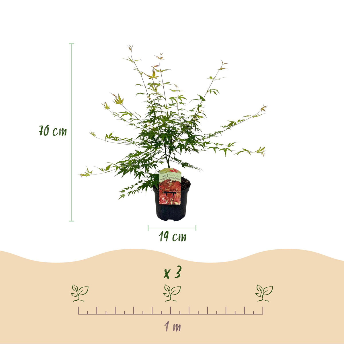 Green boutiQ - Plante de terrasse - Érable du Japon - Acer palmatum Pink Dwarf - Rose - 2 plantes - Caduc - Pot 19cm Hauteur 70cm