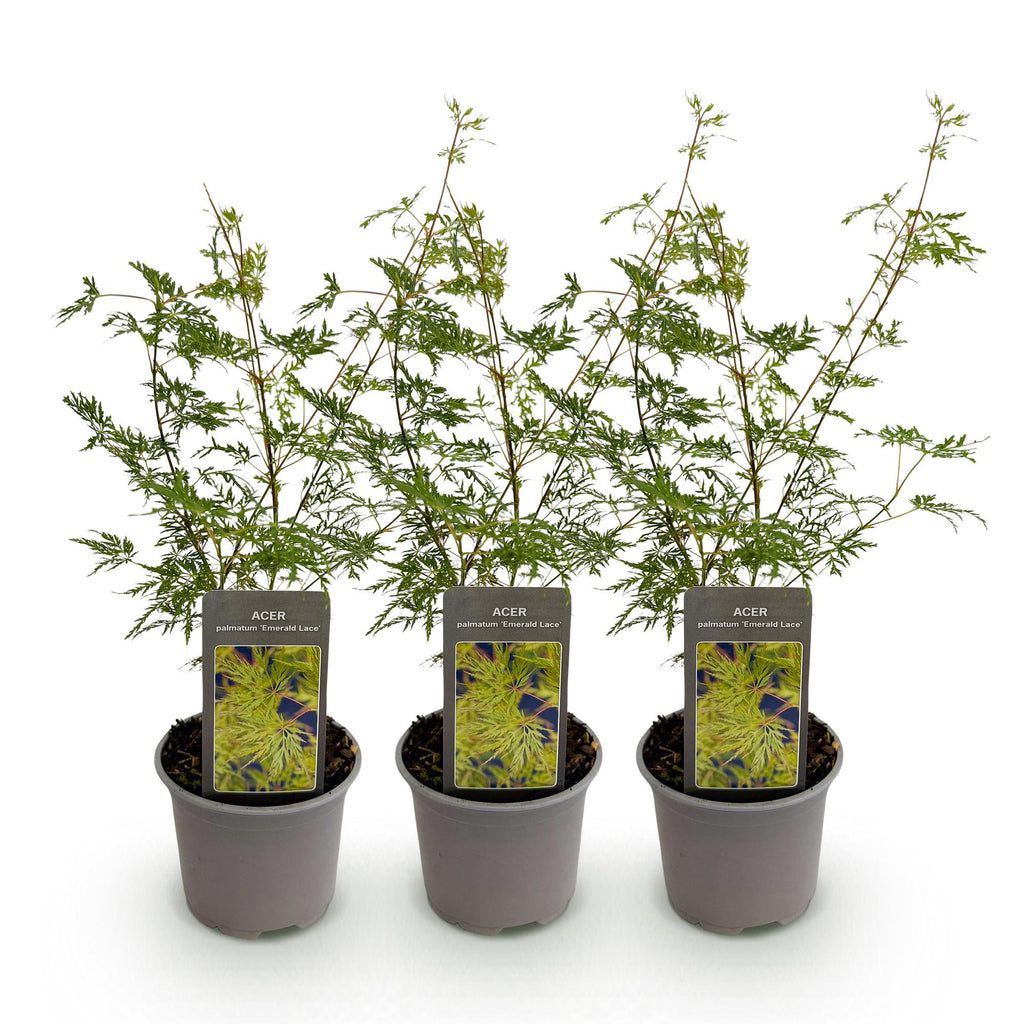 Green boutiQ - Plante de jardin - Acer palmatum Emerald Lace - Vert - 3 plantes - Caduc - Peu d'entretien - Pot 12 cm Hauteur 35 cm