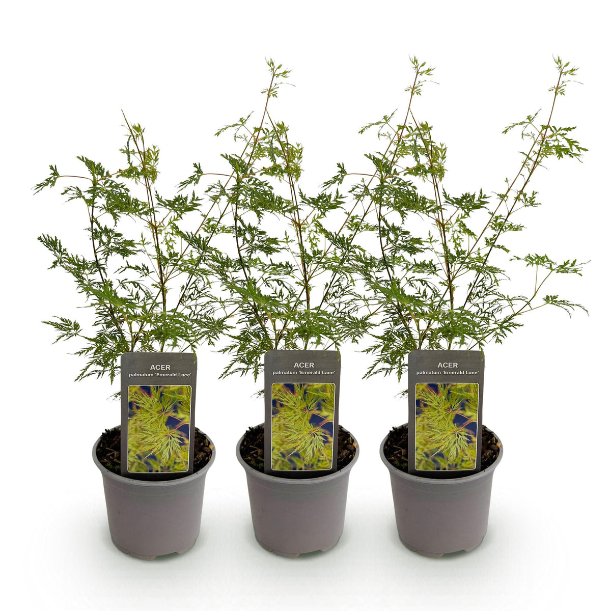 Green boutiQ - Tuinplant - Acer palmatum Emerald Lace - Groen - 3 Planten - Bladverliezend - Weinig Onderhoud - Pot 12cm Hoogte 35cm