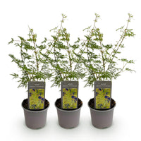 Green boutiQ - Tuinplant - Acer palmatum Emerald Lace - Groen - 3 Planten - Bladverliezend - Weinig Onderhoud - Pot 12cm Hoogte 35cm