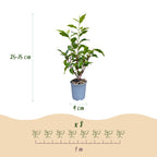 Green boutiQ - 40x Prunus lusitanica Angustifolia - Portugiesischer Kirschlorbeer - Heckenpflanzen - Immergrün - Grün - Topf 9cm - Höhe 25-35cm