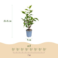 Green boutiQ - 40x Prunus lusitanica Angustifolia - Portugese Laurier - Haagplanten - Groenblijvend - Groen - Pot 9cm - Hoogte 25-35cm