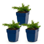 Green boutiQ - Stauden - Phlox Rosette - Flammenblume - Bodendeckend - Rosa - 3 Pflanzen - Topf 11cm - Höhe 15-25cm