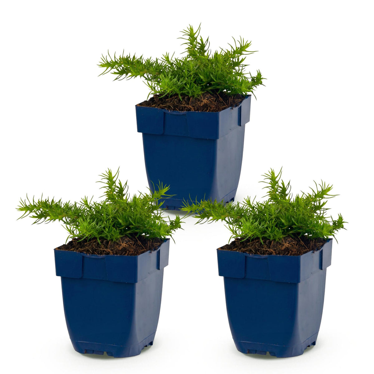 Green boutiQ - Plante vivace - Phlox Rosette - Phlox - Couvre-sol - Rose - 3 Plantes - Pot 11cm - Hauteur 15-25cm
