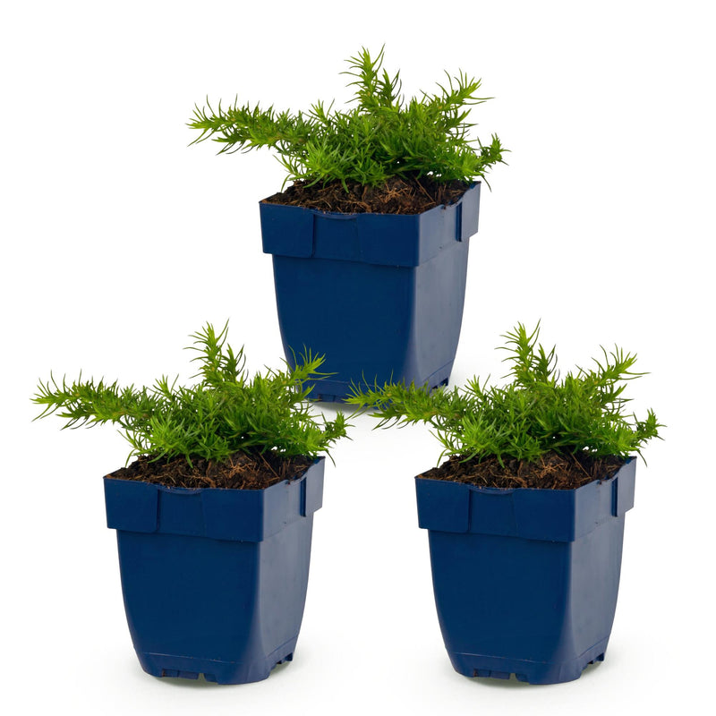 Green boutiQ - Vasteplant - Phlox Rosette - Vlambloem - Bodembedekkend - Roze - 3 Planten - Pot 11cm - Hoogte 15-25cm