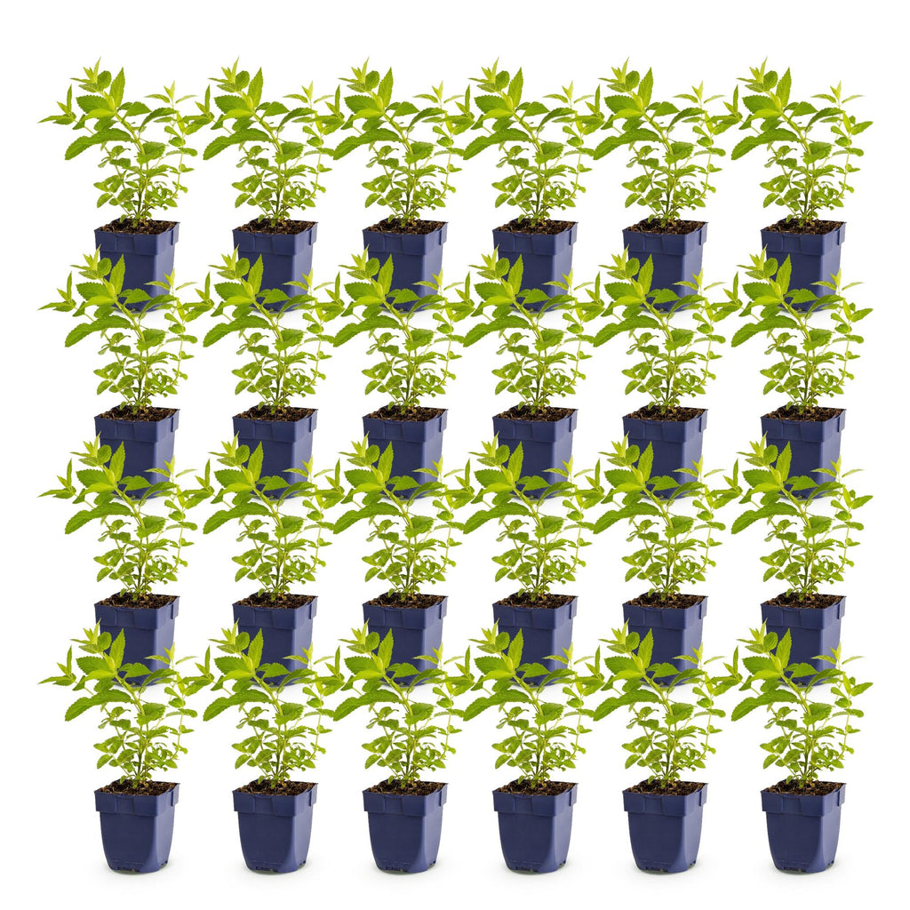 Green boutiQ - Plante vivace - Nepeta sib. Wild Orchid - Herbe aux chats - Attire les abeilles et les papillons - Rose - 24 plantes - Pot 11 cm - Hauteur 15-25 cm