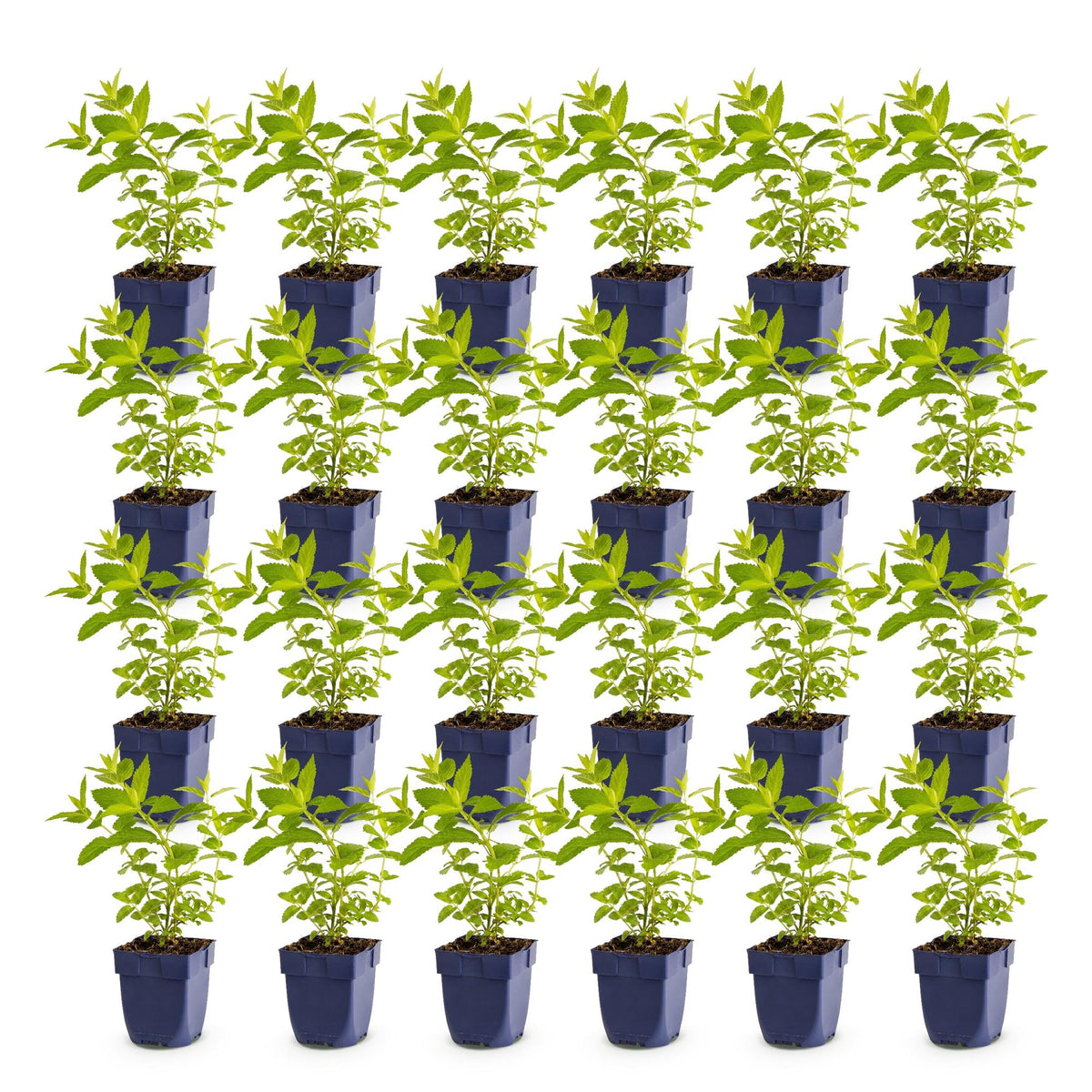 Green boutiQ - Vasteplant - Nepeta sib. Wild Orchid - Kattenkruid - Bijen en Vlinderlokkers - Roze - 24 Planten - Pot 11cm - Hoogte 15-25cm