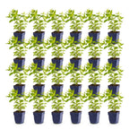 Green boutiQ - Plante vivace - Nepeta sib. Wild Orchid - Herbe aux chats - Attire les abeilles et les papillons - Rose - 24 plantes - Pot 11 cm - Hauteur 15-25 cm