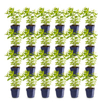 Green boutiQ - Vasteplant - Nepeta sib. Wild Orchid - Kattenkruid - Bijen en Vlinderlokkers - Roze - 24 Planten - Pot 11cm - Hoogte 15-25cm