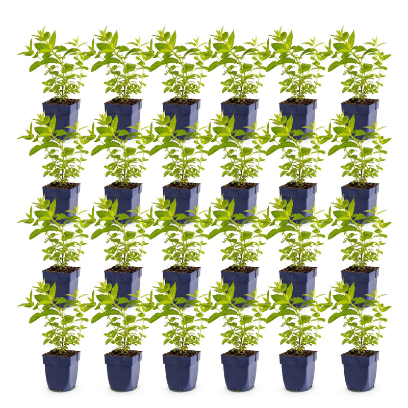Green boutiQ - Vasteplant - Nepeta sib. Wild Orchid - Kattenkruid - Bijen en Vlinderlokkers - Roze - 24 Planten - Pot 11cm - Hoogte 15-25cm