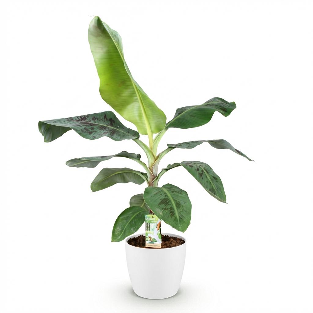 Green BoutiQ - Plantes d'intérieur - Musa acuminata Dwarf Cavendish - Bananier - Peu d'entretien - Vert - 1 plante - avec pot blanc - Pot 21 cm - Hauteur 70-75 cm