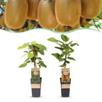 Green boutiQ - Plant fruitier - Actinidia Weiki & Hayward - Plant de kiwi - 1 mâle - 1 femelle - Plantes - Vert - Pot 15cm - Hauteur 50cm