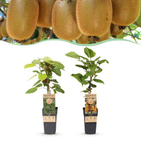 Green boutiQ - Fruitplant - Actinidia Weiki & Hayward - Kiwiplant - 1 Mannelijke - 1 Vrouwelijke - Planten - Groen - Pot 15cm - Hoogte 50cm