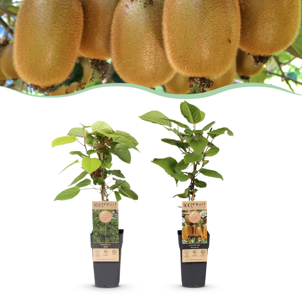 Green boutiQ - Plant fruitier - Actinidia Weiki & Hayward - Plant de kiwi - 1 mâle - 1 femelle - Plantes - Vert - Pot 15cm - Hauteur 50cm