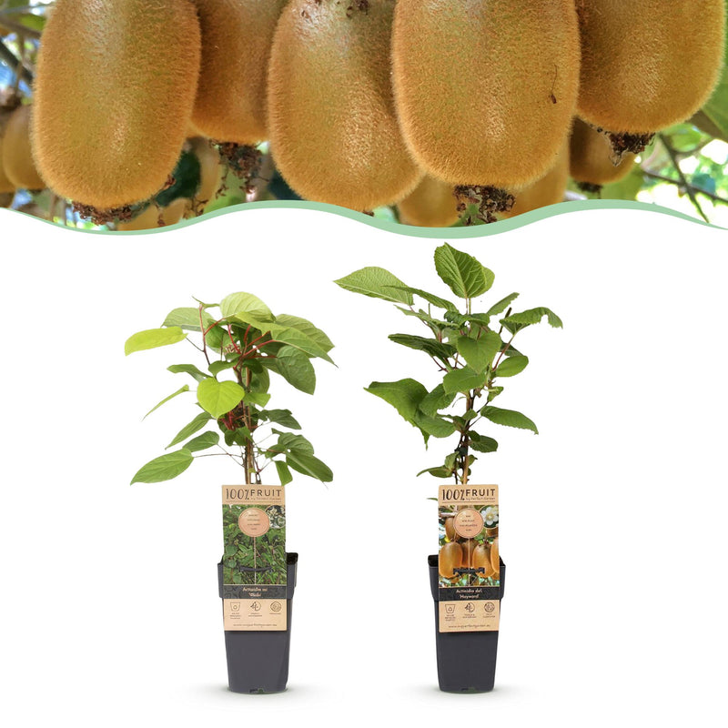 Green boutiQ - Fruitplant - Actinidia Weiki & Hayward - Kiwiplant - 1 Mannelijke - 1 Vrouwelijke - Planten - Groen - Pot 15cm - Hoogte 50cm