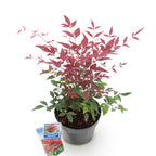 Green boutiQ - Plante de jardin - Nandina Obsessed - Rouge - 1 plante - Persistant - Peu d'entretien - Pot 17 cm Hauteur 45 cm