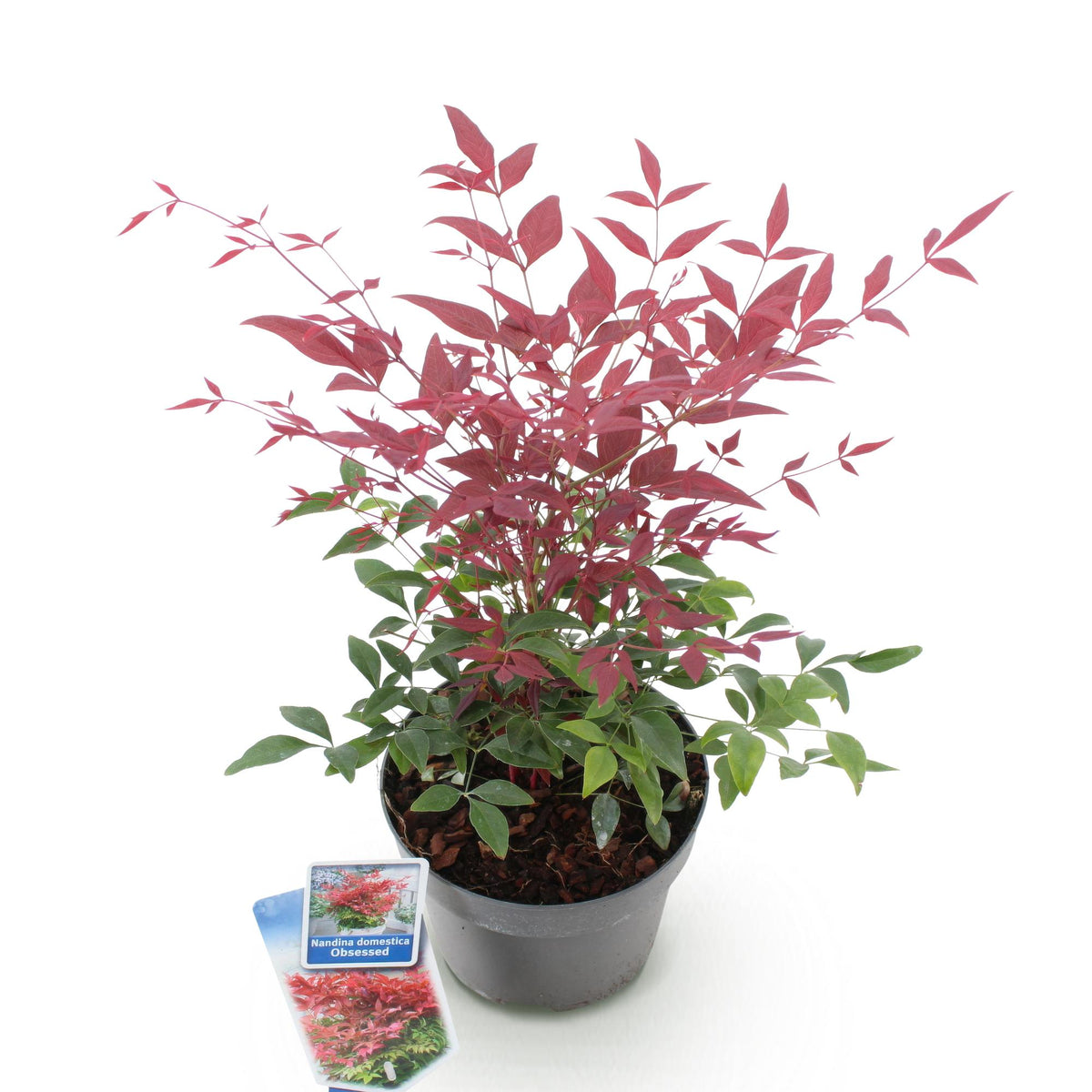 Green boutiQ - Plante de jardin - Nandina Obsessed - Rouge - 1 plante - Persistant - Peu d'entretien - Pot 17 cm Hauteur 45 cm