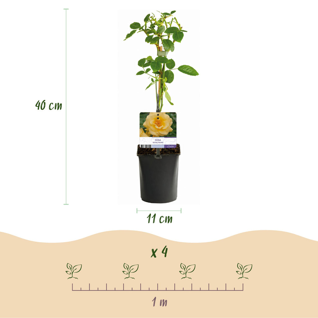 Green boutiQ - Rosier grimpant - Rosa Spring Queen - Fleur jaune - Peu d'entretien - 2 plantes - Pot 11cm Hauteur 40cm