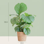 Green boutiQ - Plante d'intérieur - Calathea Orbifolia - Vert - Entretien facile - 1 plante - avec panier - Pot 21cm - Hauteur 60 - 70cm