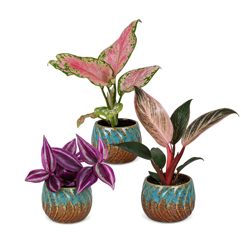 3x Baby Paradise Mix - Various colours - Tropical - incl. Copper Reef - Ø6cm - ↕10-15cm