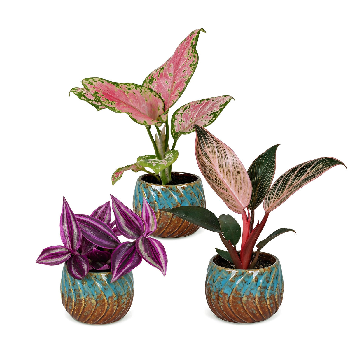 3x Baby Paradise Mix - Various colours - Tropical - incl. Copper Reef - Ø6cm - ↕10-15cm