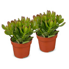 2x Crassula Ovata - Jade plant - Green - Succulent/cactus - Ø12cm - ↕16cm