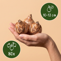 80x Narcissus Replete - Dubbele narcis Replete - Wit en Oranje - Voorjaarsbloeier - Bolmaat 10/12