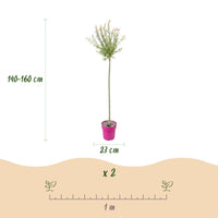Salix Flamingo - Ø23cm - ↕140-160cm