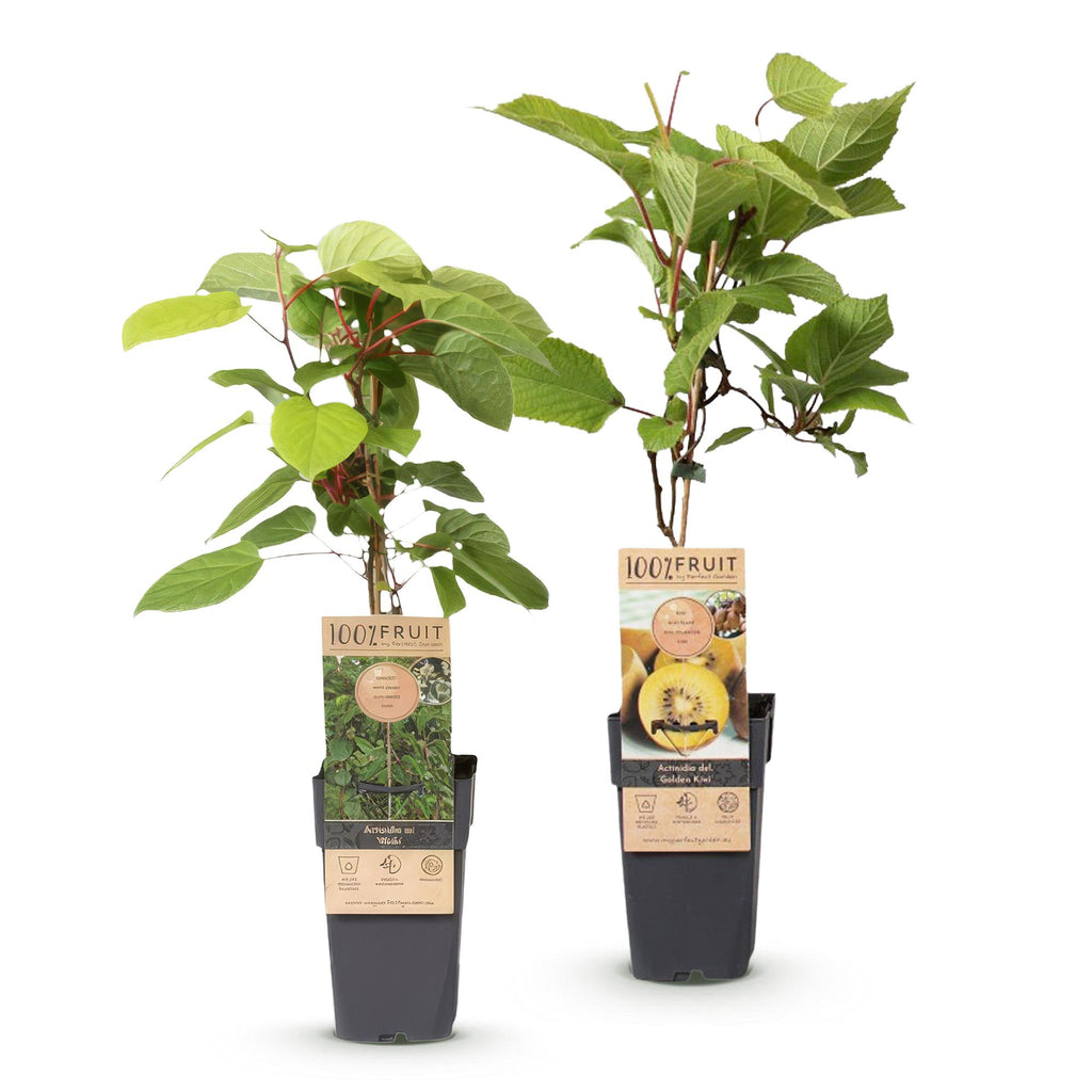 Green boutiQ - Plant fruitier - Actinidia Weiki & Kiwi doré - Pied de kiwi - 1 mâle - 1 femelle - Plantes - Jaune - Pot 15 cm - Hauteur 50 cm