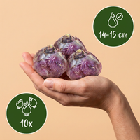 Green boutiQ - Bloembollen - Hyacinth mix - Diversen Kleuren - 10 stuks - Bolmaat 14/15 - XXL Pack - foto 3