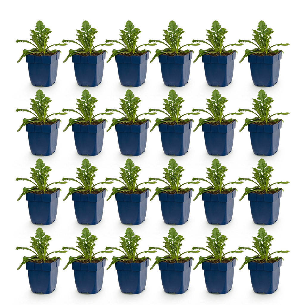 Green boutiQ - Stauden - Scabiosa col. Butterfly Blue - Tauben-Skabiose - Bienen- und Schmetterlingsmagnet - Lila - 24 Pflanzen - Topf 11cm - Höhe 15-25cm