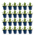 Green boutiQ - Stauden - Scabiosa col. Butterfly Blue - Tauben-Skabiose - Bienen- und Schmetterlingsmagnet - Lila - 24 Pflanzen - Topf 11cm - Höhe 15-25cm