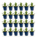 Green boutiQ - Stauden - Scabiosa col. Butterfly Blue - Tauben-Skabiose - Bienen- und Schmetterlingsmagnet - Lila - 24 Pflanzen - Topf 11cm - Höhe 15-25cm