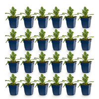 Green boutiQ - Vasteplant - Scabiosa col. Butterfly Blue - Duifkruid - Bijen en Vlinderlokkers - Paars - 24 Planten - Pot 11cm - Hoogte 15-25cm