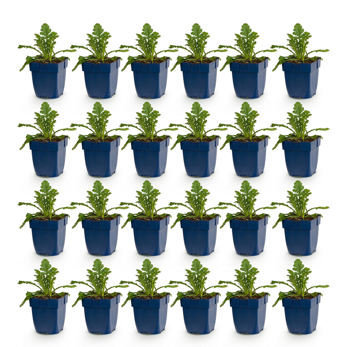 Green boutiQ - Stauden - Scabiosa col. Butterfly Blue - Tauben-Skabiose - Bienen- und Schmetterlingsmagnet - Lila - 24 Pflanzen - Topf 11cm - Höhe 15-25cm