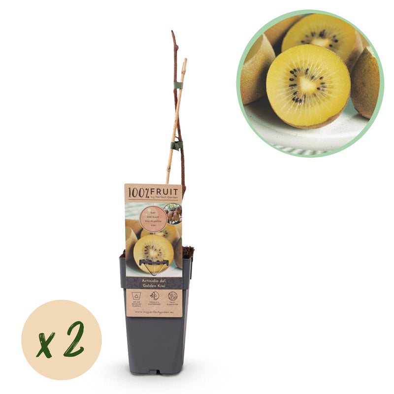 Green boutiQ - Fruitplant - Actinidia deliciosa Golden Kiwi - Kiwiplant - Vrouwelijk - Gele Vrucht - 2 Planten - Pot 15cm - Hoogte 50cm