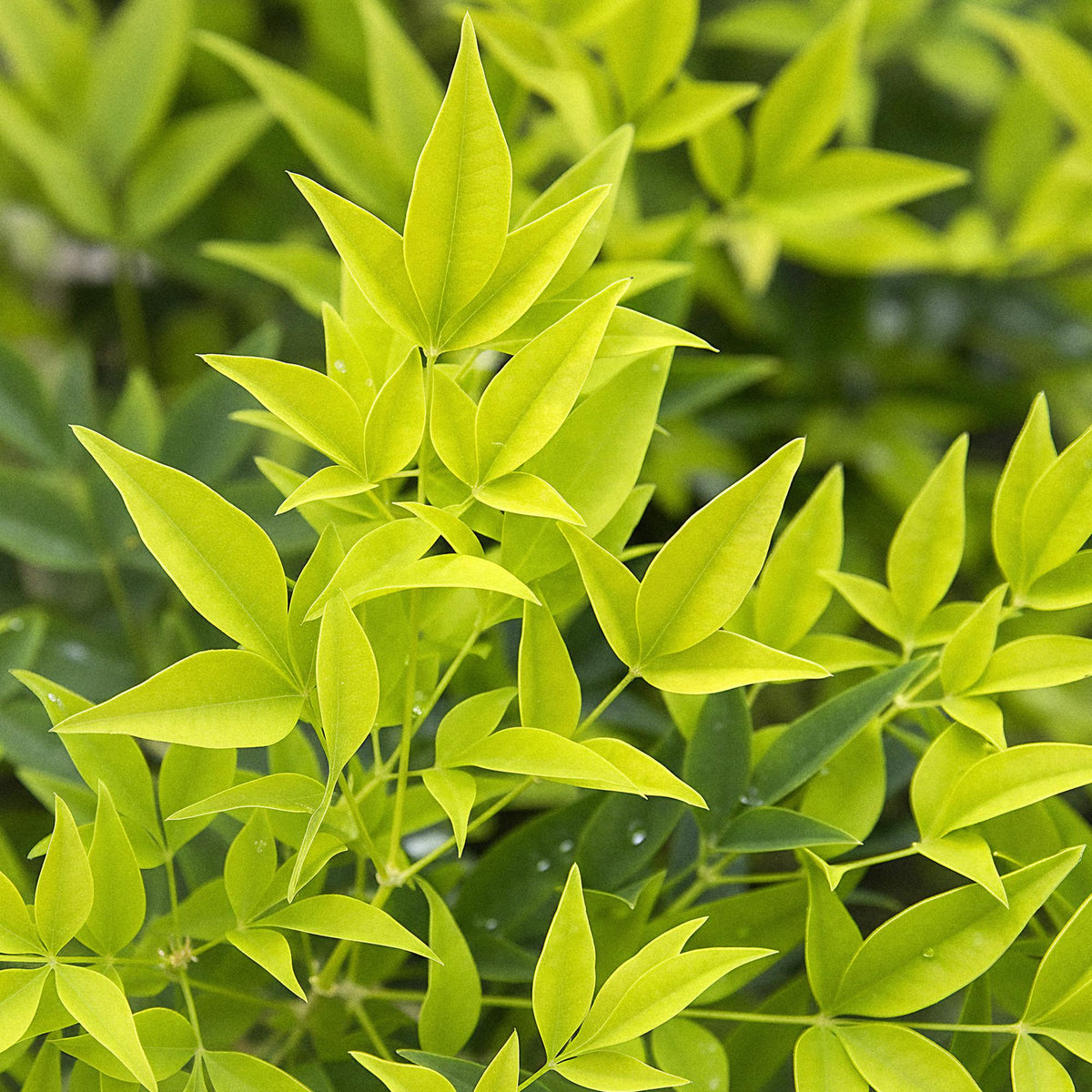 Green boutiQ - Plante de jardin - Nandina Lemon & Lime - Jaune - 2 plantes - Persistant - Peu d'entretien - Pot 17cm Hauteur 45cm