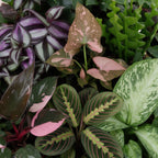 6x Baby Plants Surprise Box - Baby Plants Surprise Box - Various colours - Tropical - incl. Linnea Misty Blue - Ø6cm - ↕5-15cm