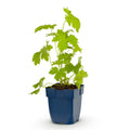 Green boutiQ - Plante vivace - Delphinium (P) Galahad - Pied-d'alouette - Attire les abeilles et les papillons - Blanc - 1 Plante - Pot 11cm - Hauteur 15-25cm