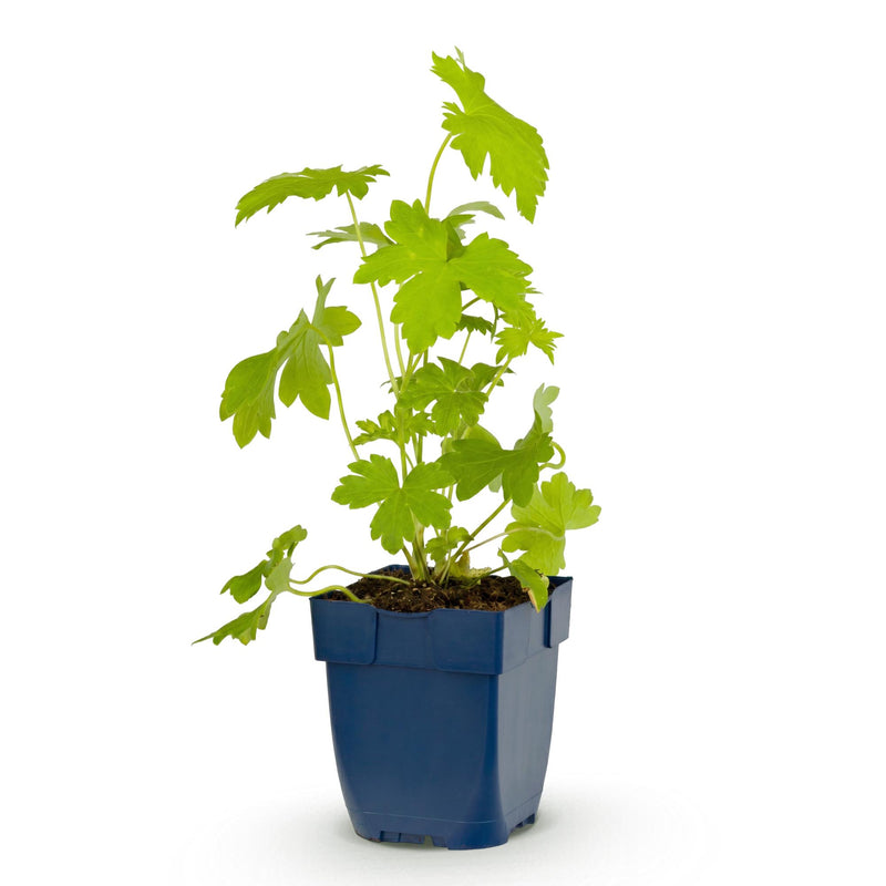 Green boutiQ - Vasteplant - Delphinium (P) Galahad - Ridderspoor - Bijen en Vlinderlokkers - Wit - 1 Plant - Pot 11cm - Hoogte 15-25cm