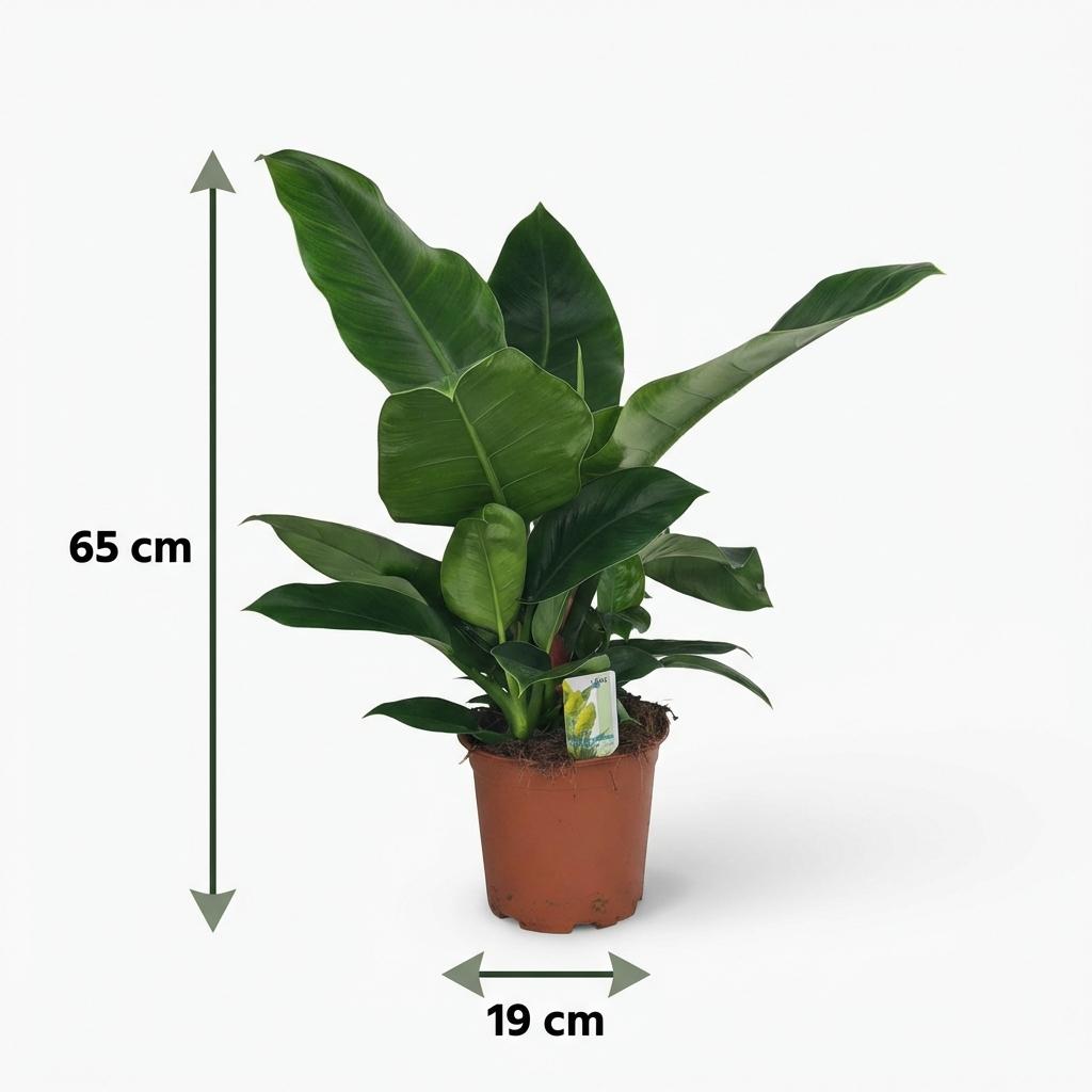 Green boutiQ - Plante d'intérieur - Philodendron - Philodendron Imperial Green - Vert - Entretien facile - 1 plante - Pot 19cm - Hauteur 65cm