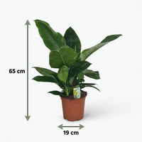 Green boutiQ - Kamerplant - Philodendron - Philodendron Imperial Green - Groen - Weinig onderhoud - 1 Plant - Pot 19cm - Hoogte 65cm
