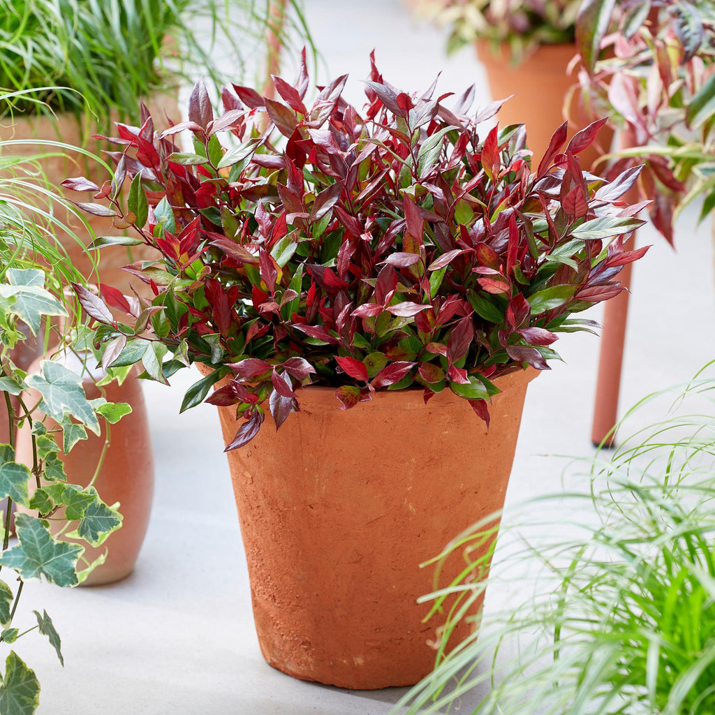 Green boutiQ - Plante de jardin - Leucothoe Little Flame - Rouge - 1 Plante - Persistant - Peu d'entretien - Pot 17cm Hauteur 40cm