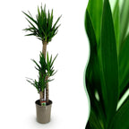 Green boutiQ - Plante d'intérieur - Yucca elephantipes - Yucca - Peu d'entretien - Vert - 1 - Pot 27cm - Hauteur 170cm